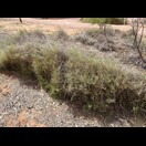 Spinifex